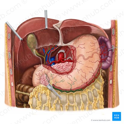 Arteria gastro-omental derecha (Arteria gastroomentalis dextra); Imagen: Irina Münstermann