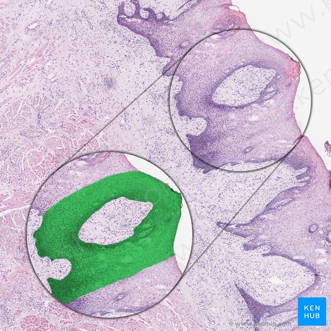 Epitelio escamoso estratificado no queratinizado (Epithelium stratificatum squamosum non cornificatum); Imagen: 