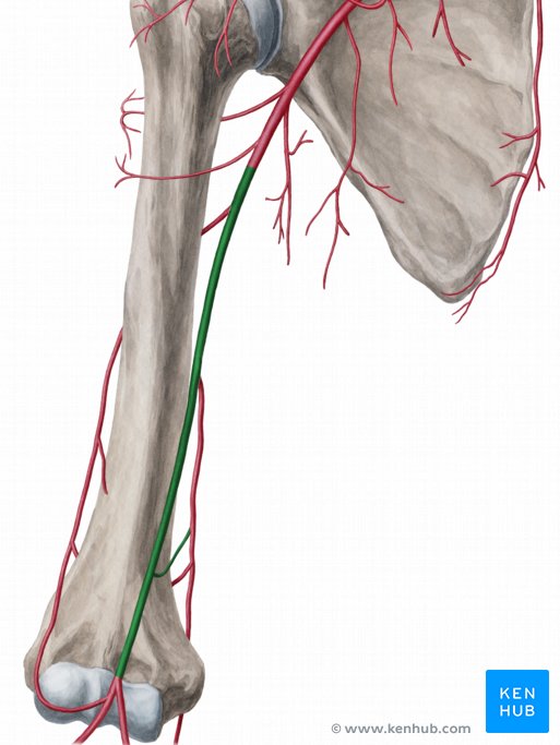 Arteria brachialis Anatomie, Verlauf, Äste und Puls Kenhub