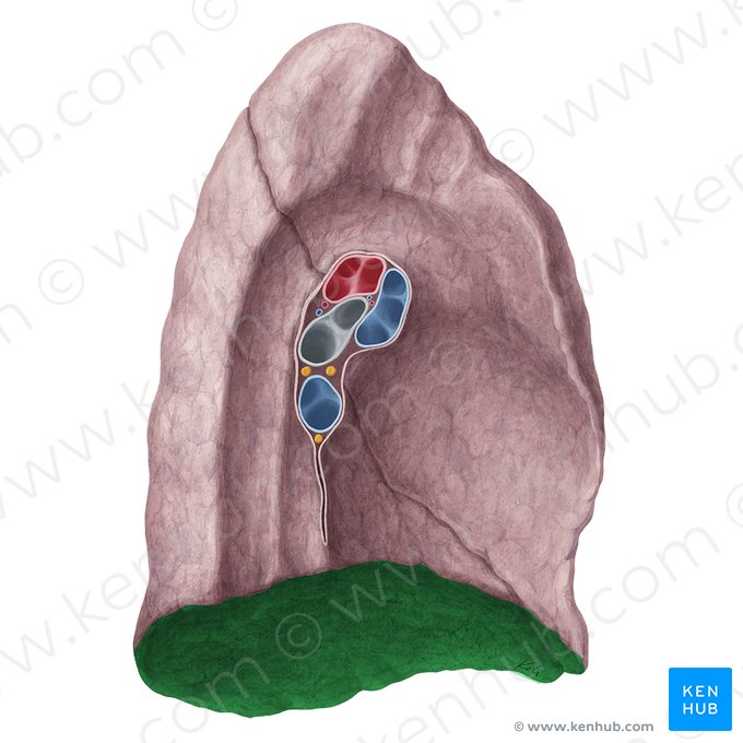 Diaphragmatic surface of left lung (Facies diaphragmatica pulmonis sinistri); Image: Yousun Koh