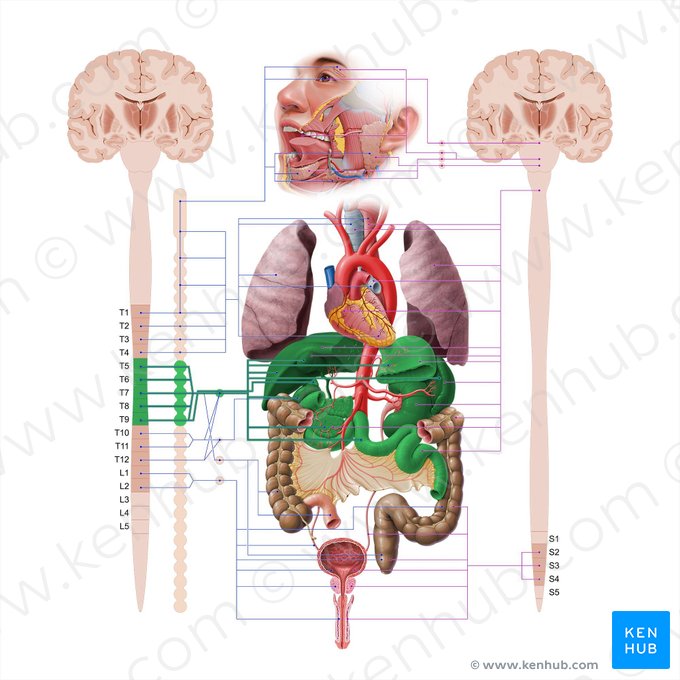 Greater thoracic splanchnic nerve (Nervus splanchnicus thoracicus major); Image: Paul Kim