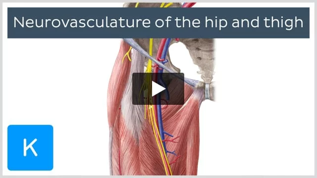 Fascia, vessels and nerves of the upper limb: Video