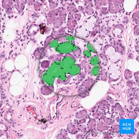Mucous glands (Glandulae mucosae); Image: 