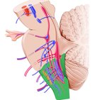 Medulla oblongata