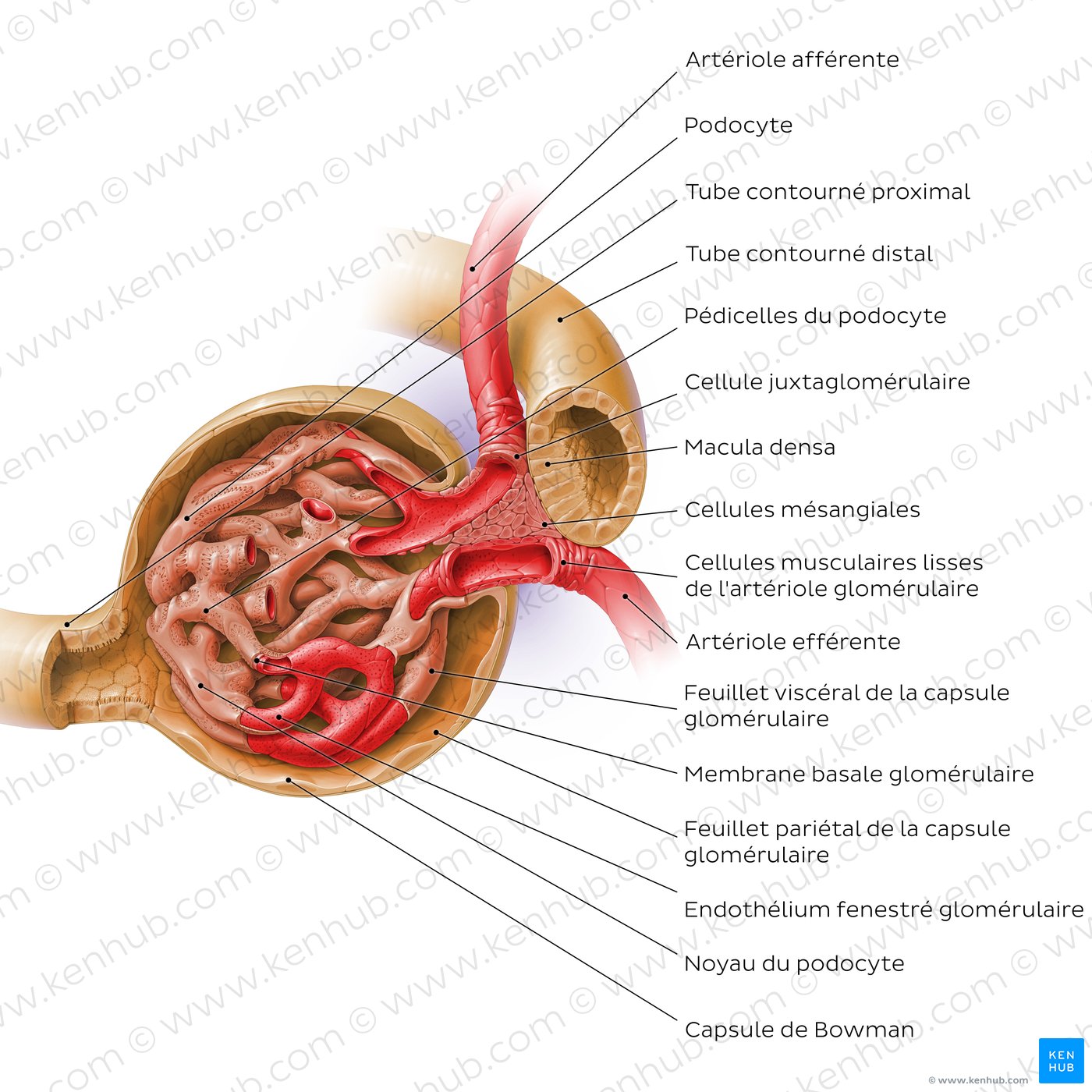 Structure histologique du corpuscule rénal (schéma)