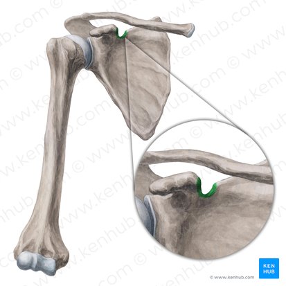 Incisura scapulae (Einschnitt des Schulterblatts); Bild: Yousun Koh