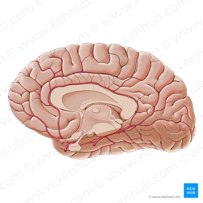 Ramas paracentrales de la arteria callosomarginal (Rami paracentrales arteriae callosomarginalis); Imagen: Paul Kim