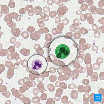 Granulocytus neutrophilus (Neutrophiler Granulozyt); Bild: 