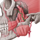 Maxillary artery 