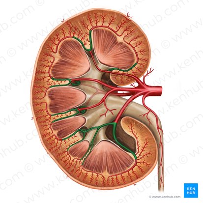 Arteriae interlobares renis (Zwischenlappenarterien der Niere); Bild: Irina Münstermann