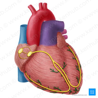 Ramos subendocárdicos (de Purkinje) (Rami subendocardiales fasciculi atrioventricularis); Imagem: Yousun Koh