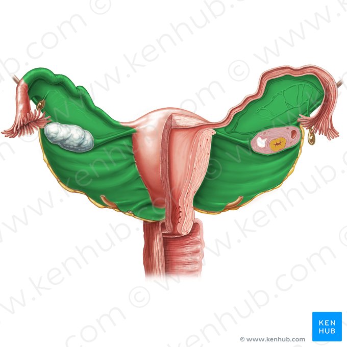 Ligamento largo do útero (Ligamentum latum uteri); Imagem: Samantha Zimmerman