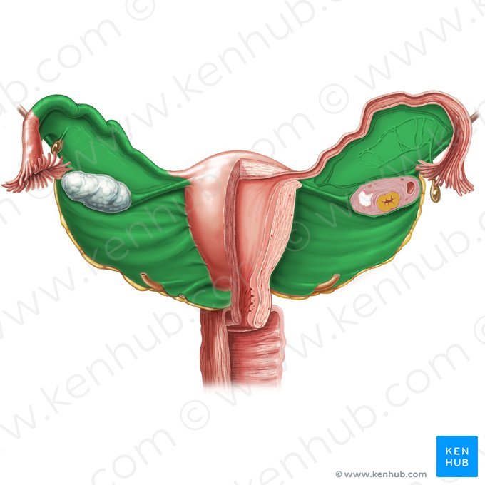 Ligamentum latum uteri (Breites Gebärmutterband); Bild: Samantha Zimmerman