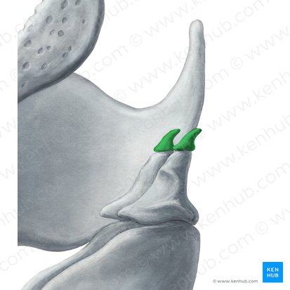 Cartilage corniculé (Cartilago corniculata); Image : Yousun Koh