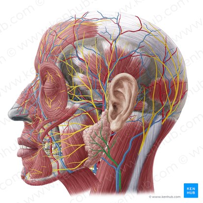 Great auricular nerve (Nervus auricularis magnus); Image: Yousun Koh