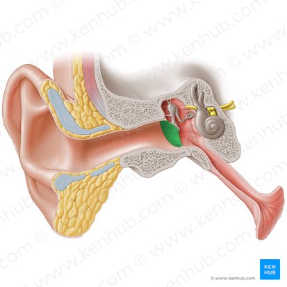 Membrana timpânica (Membrana tympanica); Imagem: Paul Kim