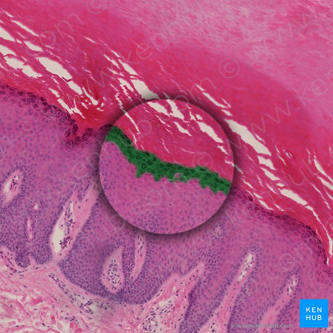 Camada granulosa da epiderme (Stratum granulosum epidermis); Imagem: 
