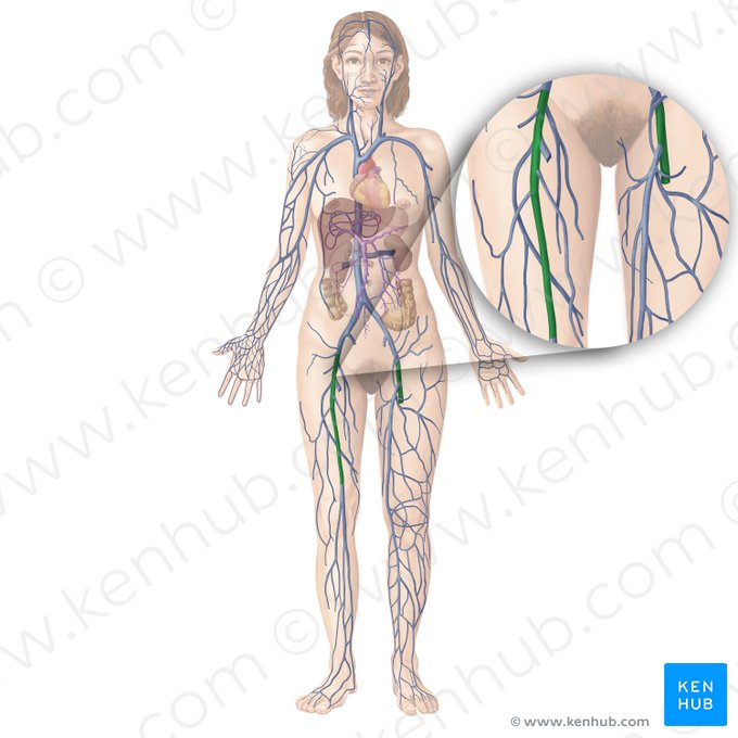 Femoral vein (Vena femoralis); Image: Begoña Rodriguez