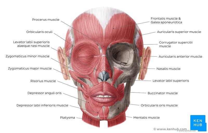 Facial muscles and some relations of orbicularis oculi