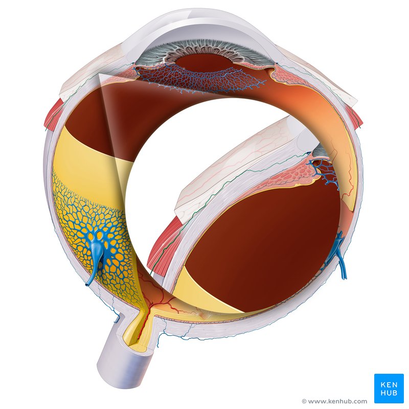 Anterior ciliary veins (Venae ciliares anteriores)