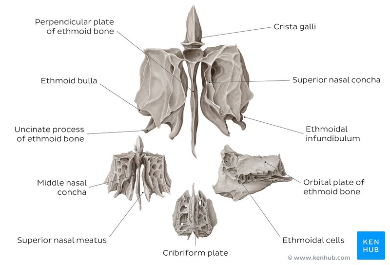 Structure and landmarks of the ethmoid bone