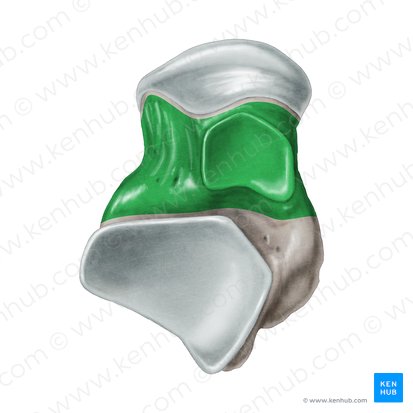 Cuello del talus (Collum ossis tali); Imagen: Samantha Zimmerman