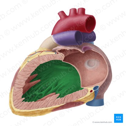 Septo interventricular (Septum interventriculare); Imagen: Yousun Koh
