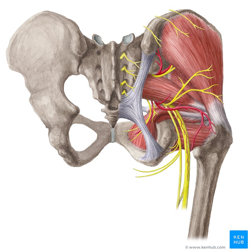 Лечение воспаление мышц тазобедренного сустава. Нервы тазобедренного сустава анатомия. Анатомия тазобедренного сустава седалищного нерва. Седалищный нерв анатомия таз. Седалищный нерв анатомия мышцы.