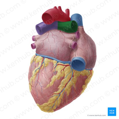 Arteria pulmonalis dextra (Rechte Lungenarterie); Bild: Yousun Koh