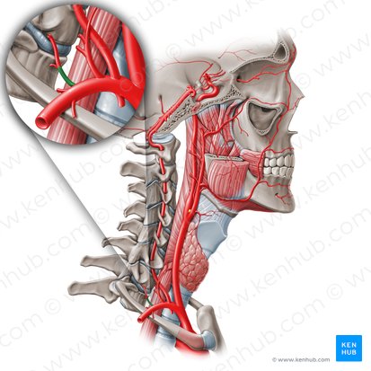 Tronco costocervical (Truncus costocervicalis); Imagen: Paul Kim