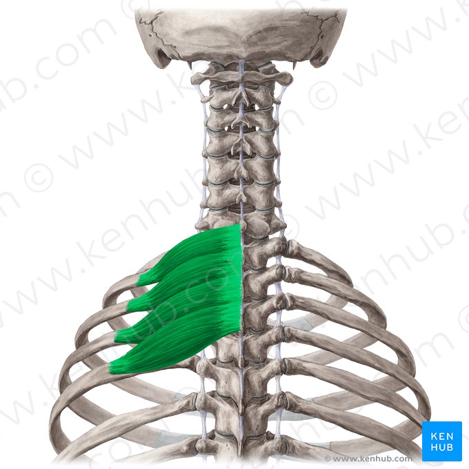 Musculus serratus posterior superior (Hinterer oberer Sägemuskel); Bild: Yousun Koh