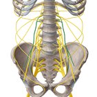 Genitofemoral nerve