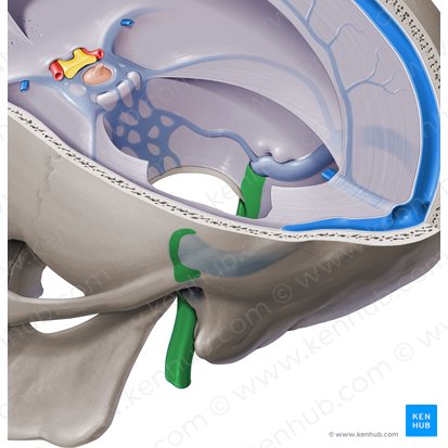 Veia jugular interna (Vena jugularis interna); Imagem: Paul Kim
