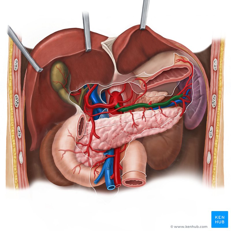 Splenic artery (arteria splenica)