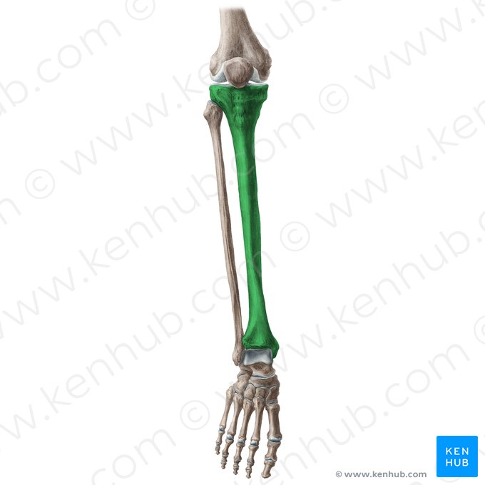 Tibia; Image : Liene Znotina