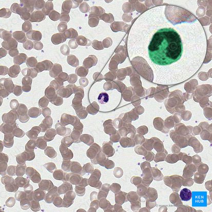 Granulocytus neutrophilus non segmentonuclearis (Stabkerniger Granulozyt); Bild: 