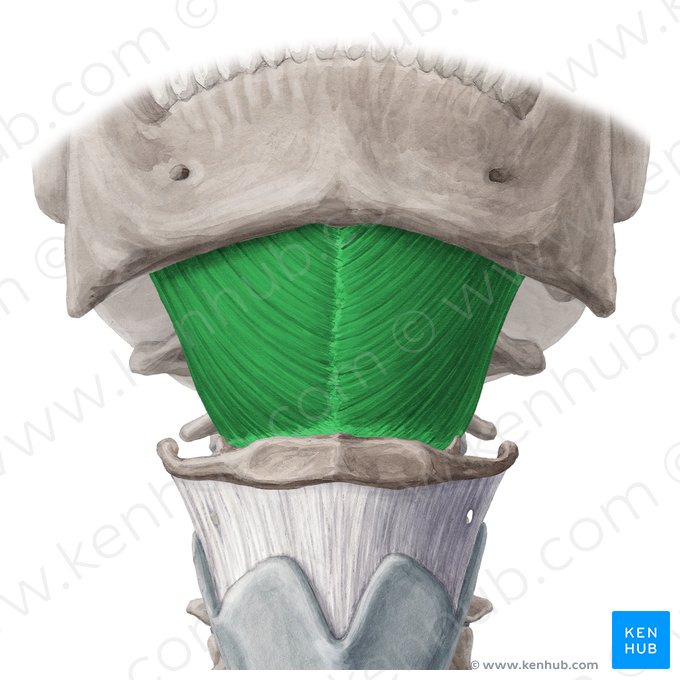 Músculo milo-hióideo (Musculus mylohyoideus); Imagem: Yousun Koh