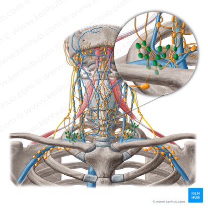Supraclavicular lymph nodes (Nodi lymphoidei supraclaviculares); Image: Yousun Koh