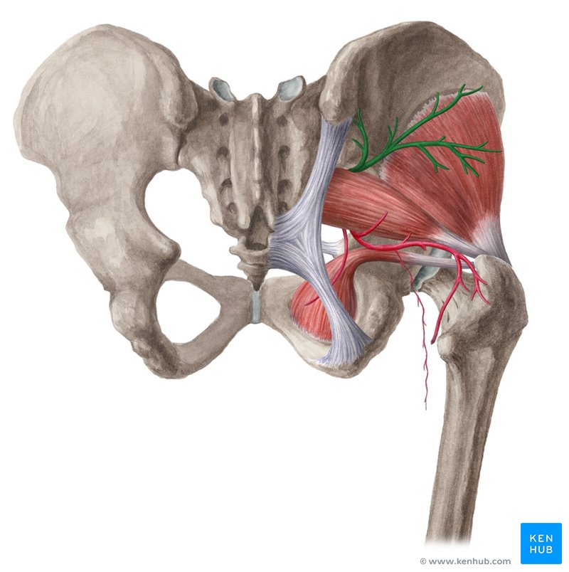 Superior gluteal artery - dorsal view