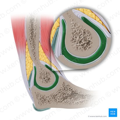 Cavitas articularis cubiti (Gelenkhöhle des Ellenbogengelenks); Bild: Paul Kim