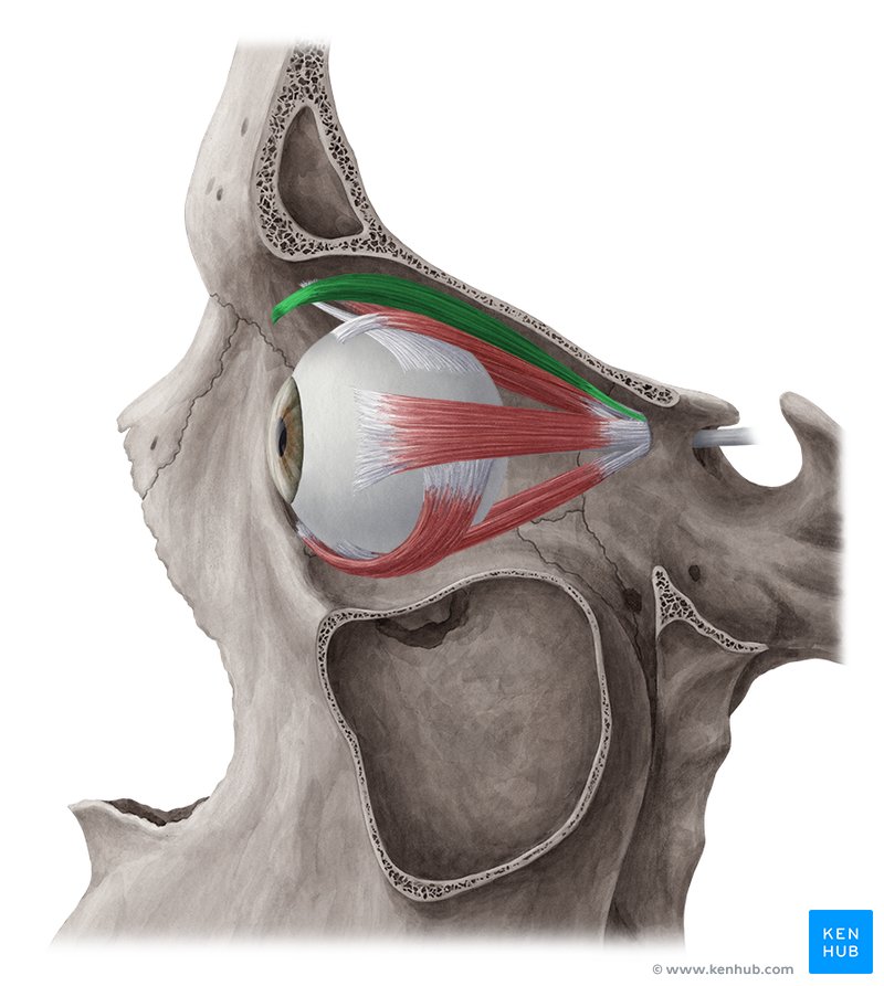 Musculus levator palpebrae superioris Anatomie Kenhub