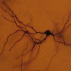 Neuron histology