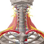 Nerve roots of the phrenic nerve