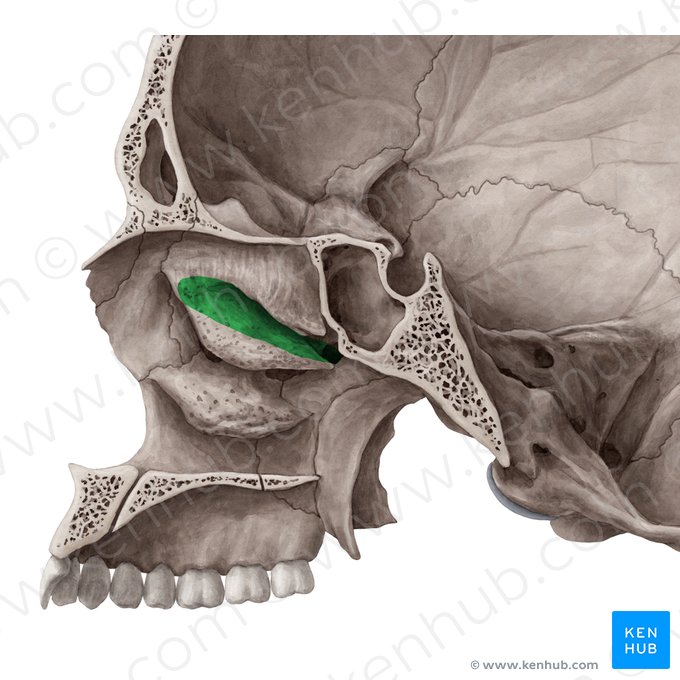 Meato nasal superior (Meatus nasalis superior); Imagen: Yousun Koh