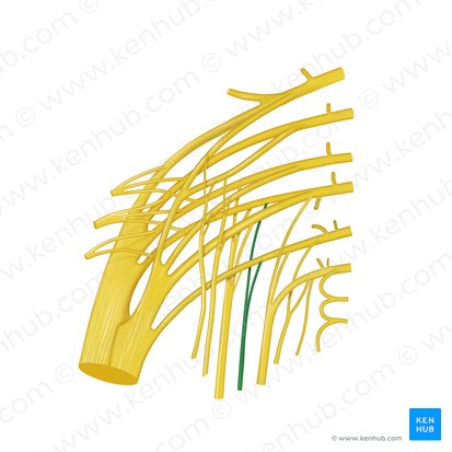 Nervio cutáneo perforante (Nervus cutaneus perforans); Imagen: Begoña Rodriguez