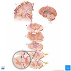 Ascending and descending tracts of the spinal cord