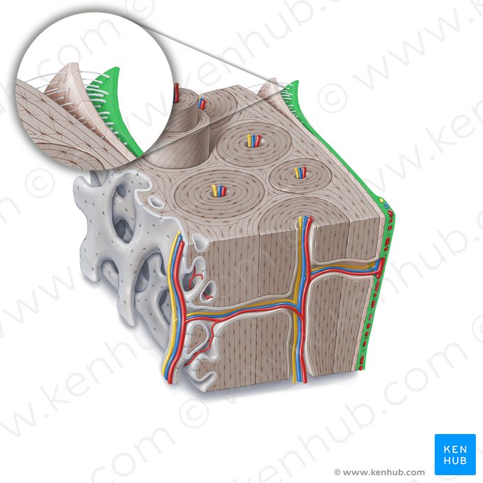 Capa fibrosa del periostio (Stratum fibrosum periostei); Imagen: Paul Kim