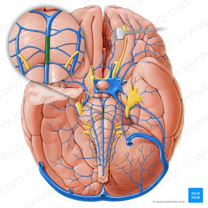 Vena pontina anteromedial (Vena anteromediana pontis); Imagen: Paul Kim