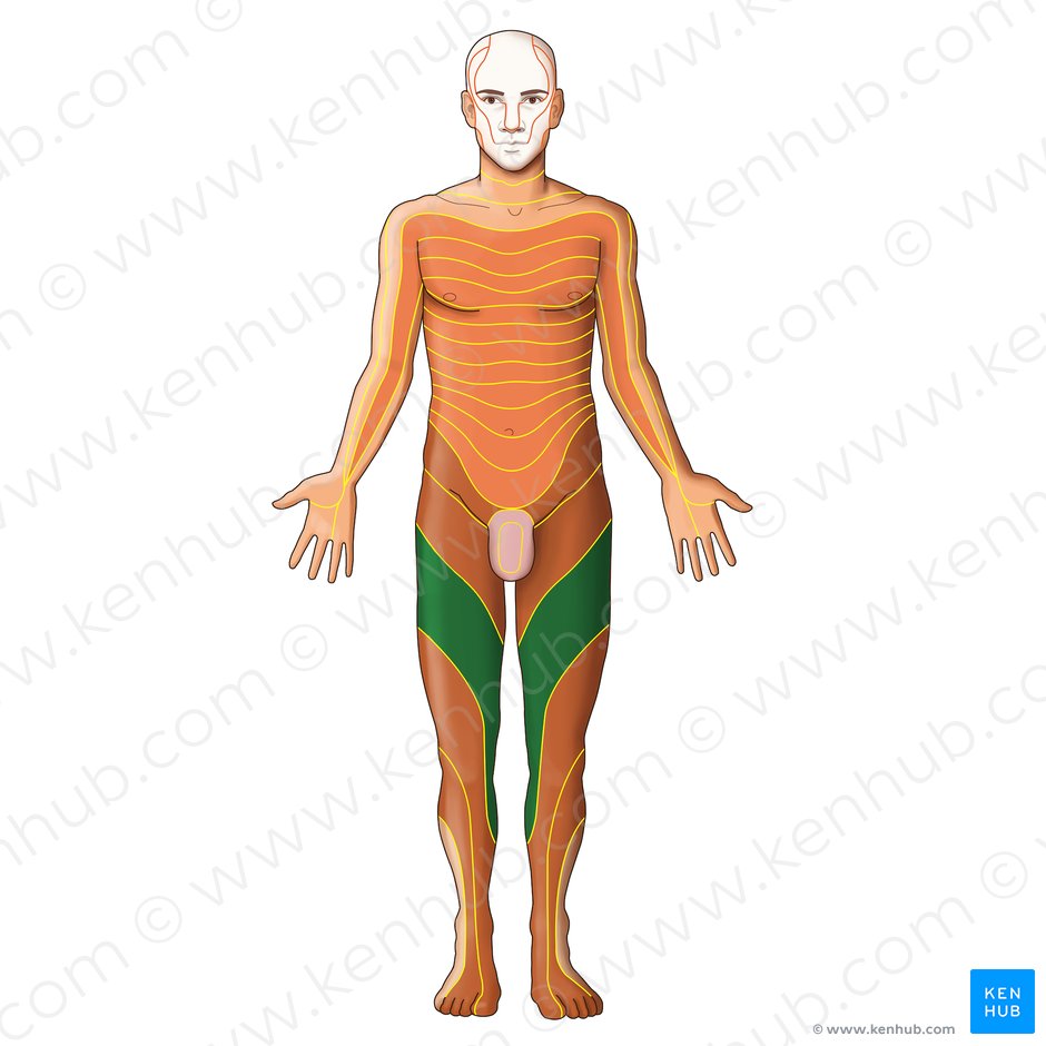 Dermatomes Anatomy And Dermatome Map Kenhub