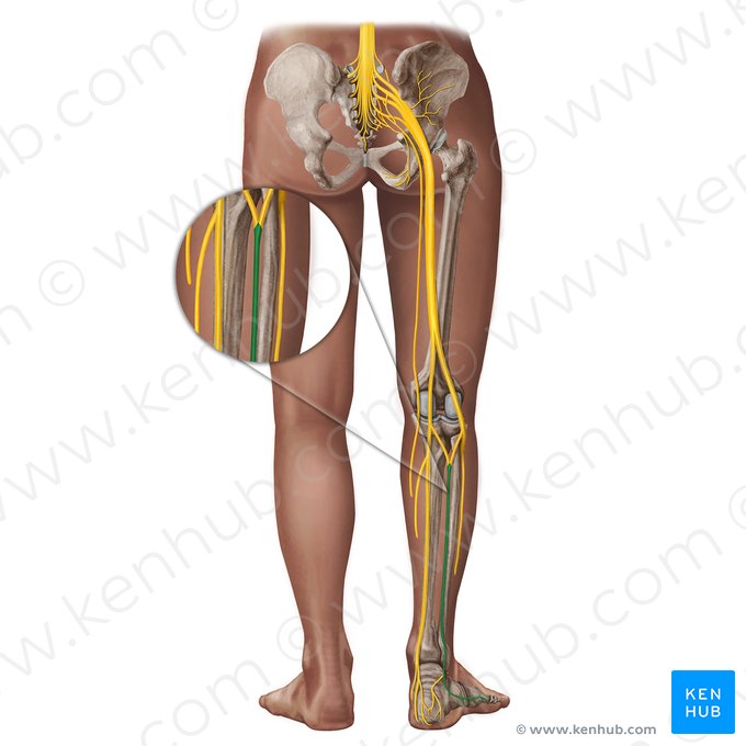 Sural nerve (Nervus suralis); Image: Irina Münstermann